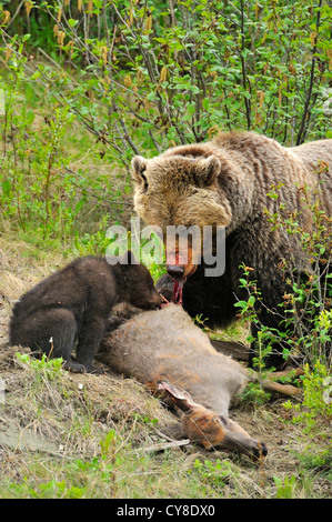 Mère et son petit ours grizzli sur route, tué le cerf de Virginie. Banque D'Images