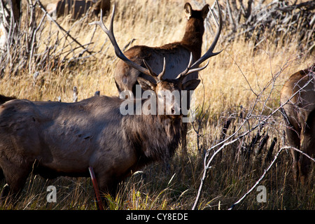 Un grand mâle est sa entendu de n et de veaux au cours de l'automne, saison du rut. Estes Park, Colorado. Banque D'Images