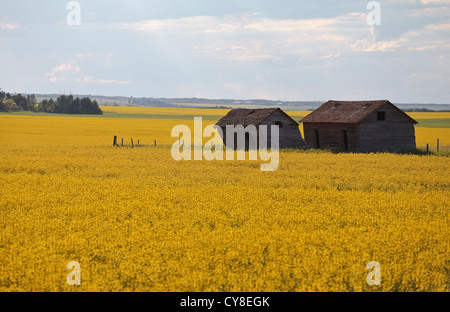 Champ de canola en pleine floraison Banque D'Images