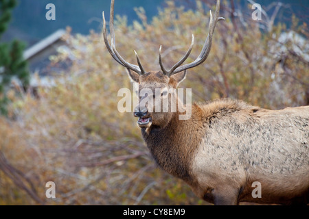 Un baccalauréat en Bull Elk se bloque à l'extérieur du troupeau de plus d'un mâle dominant dans l'espoir de siphonner les vaches au cours de l'automne, saison du rut Banque D'Images