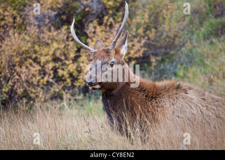 Un baccalauréat en Bull Elk se bloque à l'extérieur du troupeau de plus d'un mâle dominant dans l'espoir de siphonner les vaches au cours de l'automne, saison du rut Banque D'Images