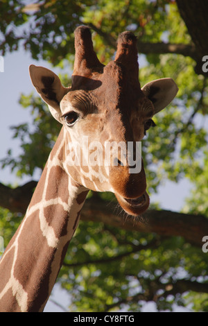 Girafe regarde de au-dessus d'avoir ouvert une bouche Banque D'Images