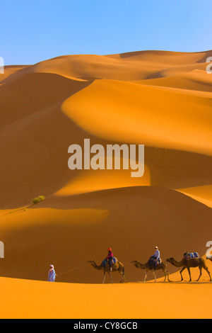 Caravane de chameaux avec dune de sable, désert du Sahara, l'Erg Chebbi, Maroc Banque D'Images