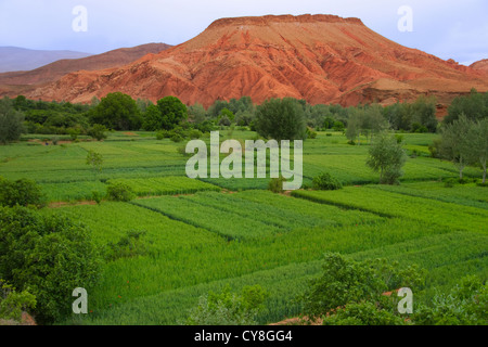 Les terres agricoles dans les gorges du Dadès, vallée du Dadès (vallée des Mille Casbahs). Maroc Banque D'Images