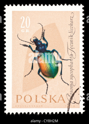 Timbre-poste de la Pologne représentant une forêt caterpillar hunter beetle (Calosoma sycophanta) Banque D'Images