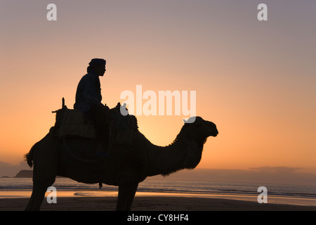 Man riding camel sur la plage au coucher du soleil, Essaouira, Maroc Banque D'Images