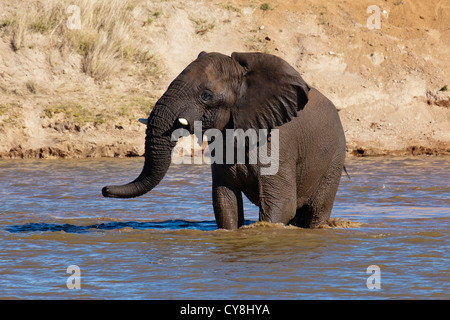 Elephant bull en eau à Erindi Private Game Reserve en Namibie Banque D'Images