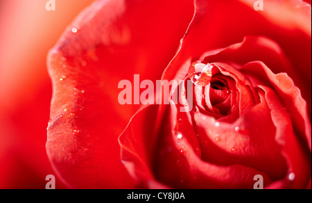 Pétales de rose rouge avec des gouttelettes d'eau. résumé d'artifices Banque D'Images