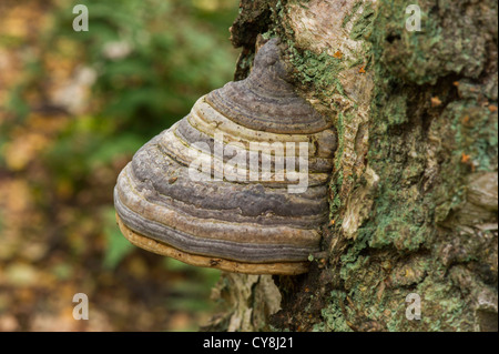 Hoof-Fungus Fomes fomentarius)(de plus en plus sur le côté de l'argent des bouleaux. Banque D'Images