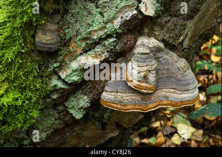 Hoof-Fungus Fomes fomentarius)(de plus en plus sur le côté de l'argent des bouleaux. Banque D'Images