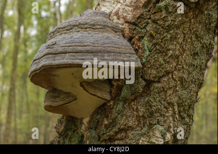 Hoof-Fungus Fomes fomentarius)(de plus en plus sur le côté de l'argent des bouleaux. Banque D'Images