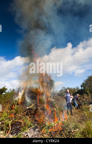 L'ajonc brûlant ; Bell Lake Marsh, Cornwall, UK Banque D'Images