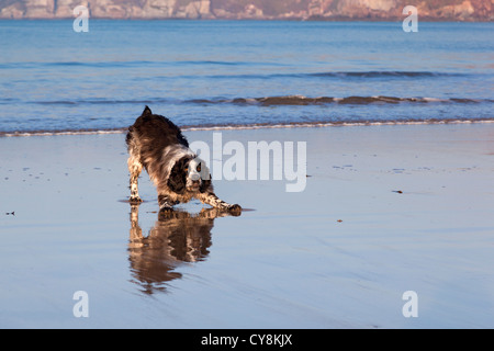 Springer Spaniel sur la plage ; Bigbury, Devon, UK Banque D'Images