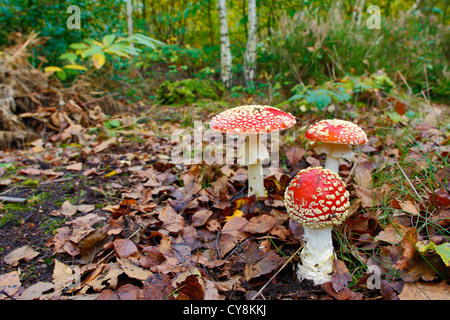 Agaric Fly ; Amanita muscaria ; The Blean Woods ; Kent, UK Banque D'Images