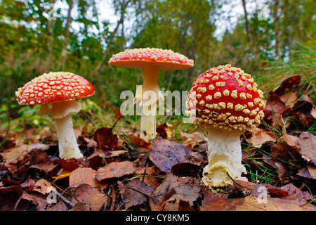 Agaric Fly ; Amanita muscaria ; The Blean Woods ; Kent, UK Banque D'Images