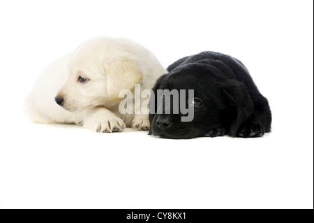 Chiots Labrador noir et doré isolé sur fond blanc Banque D'Images