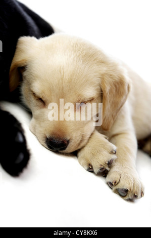 Golden Labrador, chiot dormir à côté d'un autre chiot isolé sur fond blanc Banque D'Images