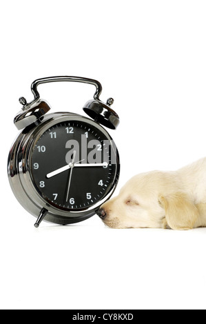 Golden Labrador, chiot dormir à côté d'un grand réveil isolé sur fond blanc Banque D'Images