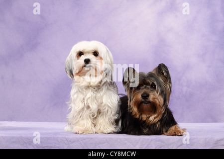 2 chiens Banque D'Images