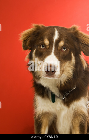 Chien Border Collie isolé sur fond rouge Banque D'Images