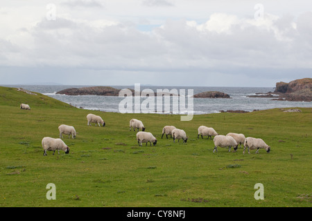 Scottish Blackface (Ovis aries). Le pâturage sur la 'Golf Course". Côté ouest de l'île d'Iona, Hébrides intérieures, SW de l'Écosse. Banque D'Images