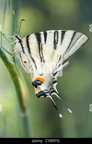 Zebra swallowtail butterfly Banque D'Images