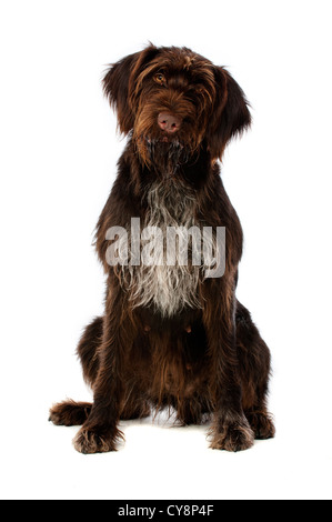 Fil Pointeur allemand cheveux chien isolé sur fond blanc Banque D'Images