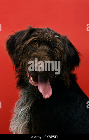 Fil Pointeur allemand cheveux chien sur un fond rouge avec sa langue dehors Banque D'Images