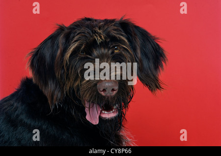 Fil Pointeur allemand cheveux chien sur un fond rouge avec sa langue dehors Banque D'Images