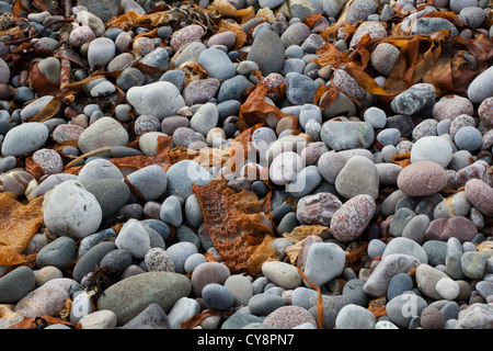 Plage de galets, Saint Columba Bay. Lieu d'atterrissage traditionnel de Colomba. Côte ouest de Iona. Hébrides intérieures. Côte ouest de l'Écosse. Banque D'Images