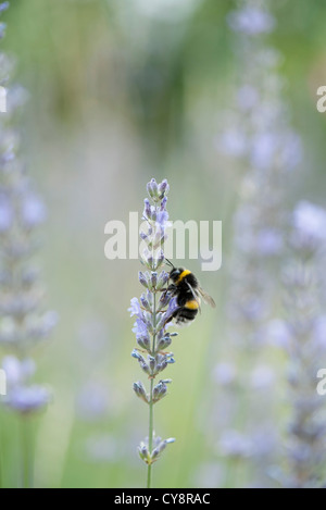 Bumblebee perching on lavender flowers Banque D'Images