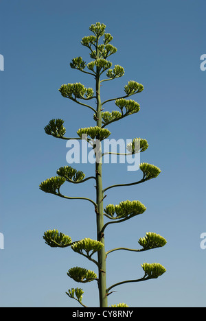 Agave americana marginata, de l'Agave. Banque D'Images