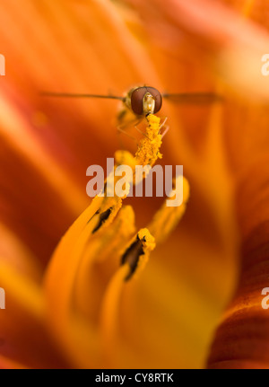 Hemerocallis fulva, Lily, l'hémérocalle orange. Banque D'Images