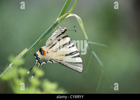 Zebra swallowtail butterfly Banque D'Images