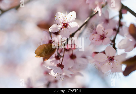 Prunus cerasifera 'Nigra' , Cherry Plum. Banque D'Images