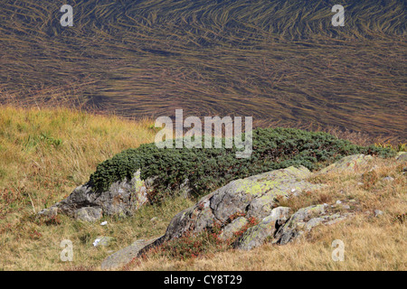 Les mauvaises herbes dans un lac de montagne formant des dessins Banque D'Images