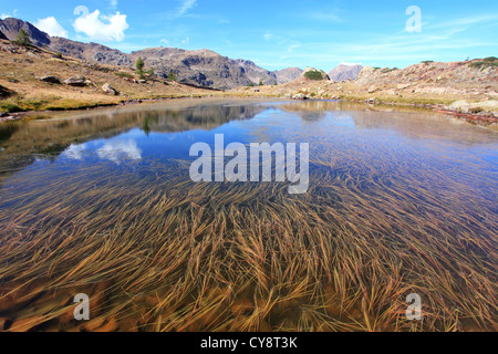 Les mauvaises herbes dans un lac de montagne formant des dessins Banque D'Images