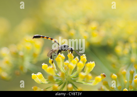 La pollinisation des fleurs de fenouil Wasp Banque D'Images
