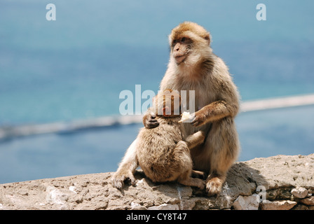Macaques de Barbarie, Macaca sylvanus à Gibraltar, territoire britannique d'outre-mer, Royaume-Uni, UK Banque D'Images