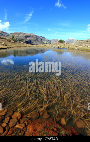 Les mauvaises herbes dans un lac de montagne formant des dessins Banque D'Images