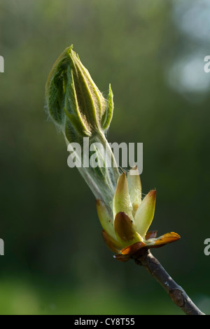 Aesculus hippocastanum, marronnier. Banque D'Images