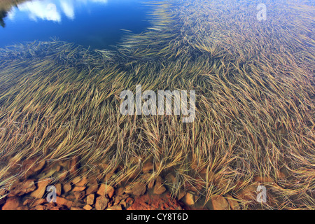 Les mauvaises herbes dans un lac de montagne formant des dessins Banque D'Images