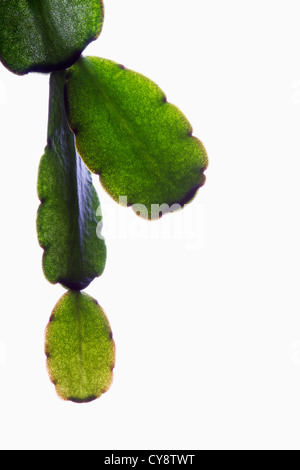 Cultivar Schlumbergera, cactus de Noël. Banque D'Images