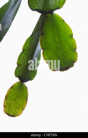 Cultivar Schlumbergera, cactus de Noël. Banque D'Images