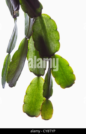 Cultivar Schlumbergera, cactus de Noël. Banque D'Images