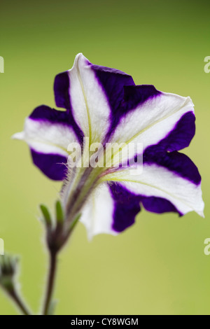 Cultivar pétunia, pétunia. Banque D'Images