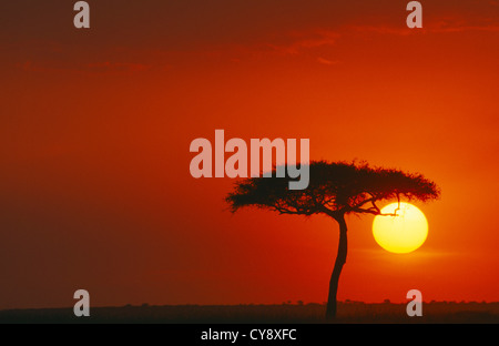 Acacia erioloba, Camel Thorn. Banque D'Images