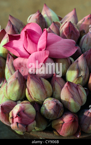 Nelumbo nucifera, lotus, lotus sacré. Banque D'Images