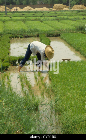 Oryza sativa, le riz. Banque D'Images