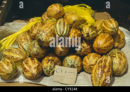 Theobroma cacao, fève de cacao. Banque D'Images